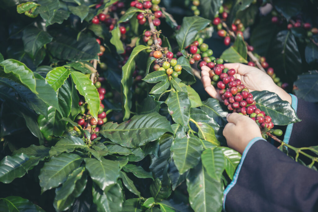 Cosecha de grano de café de especialidad